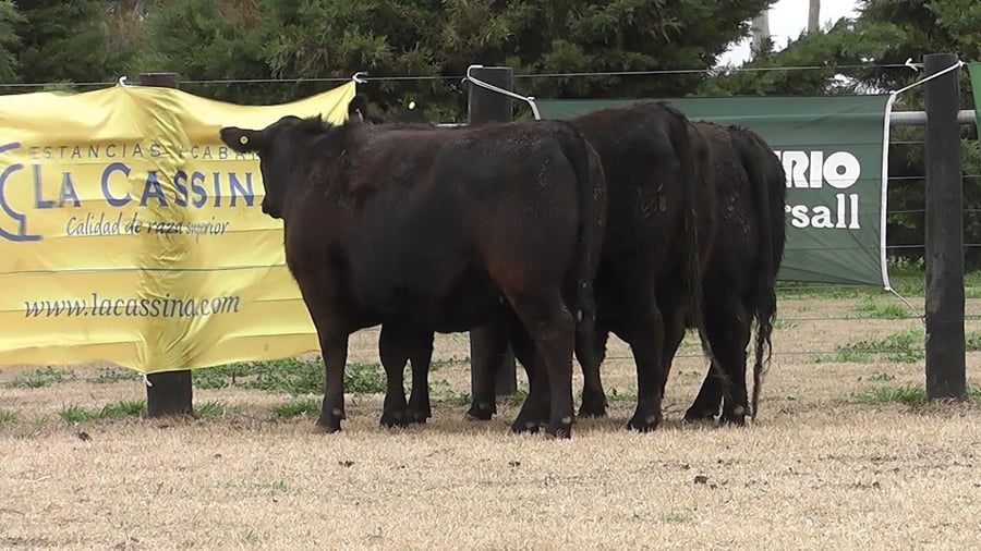 Lote VAQ.  ANGUS PC NEGRAS PREÑADAS PARICION PRIMAVERA
