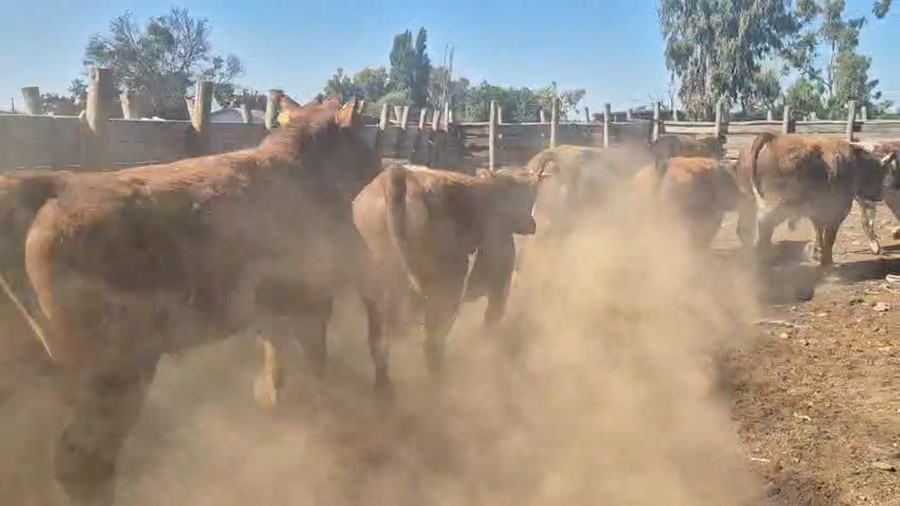 Lote 45 Novillo Gordo en Pelarco, VII  Región Maule