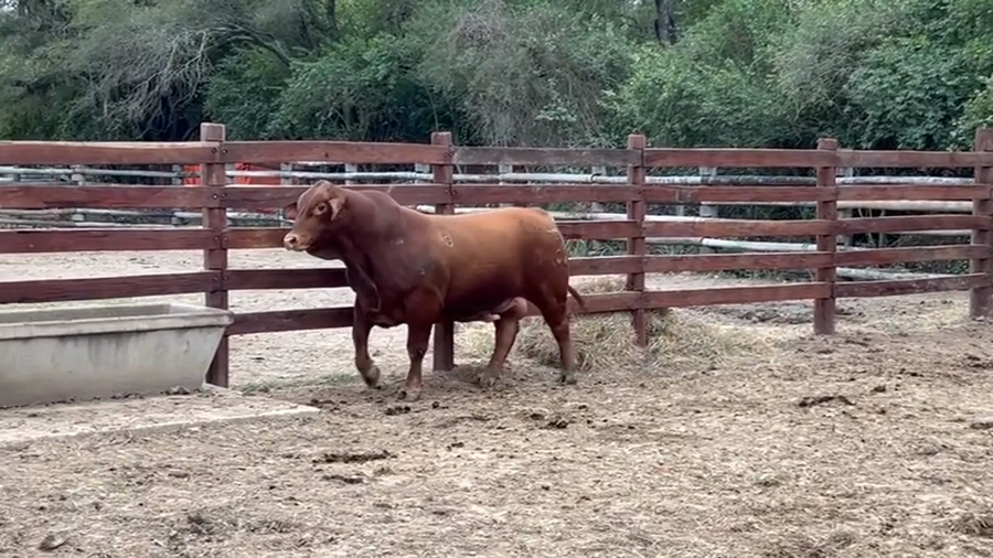 Lote TORO - BRANGUS ROJO
