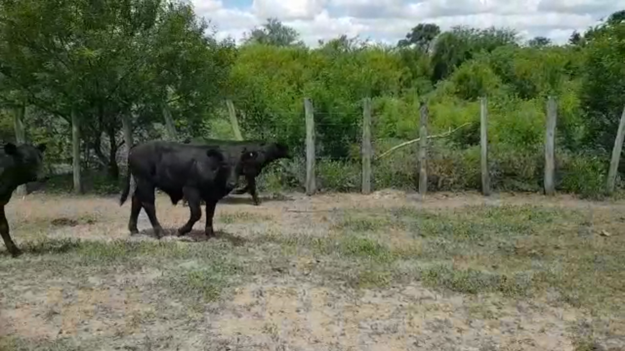 Lote 70 Terneros en Santa Sylvina, Chaco