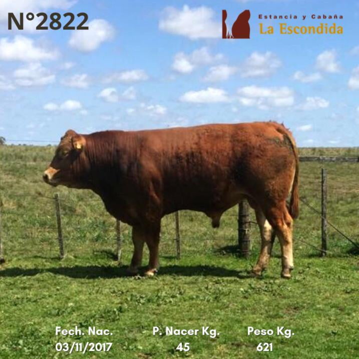 Lote Venta particular de Toros Limousin