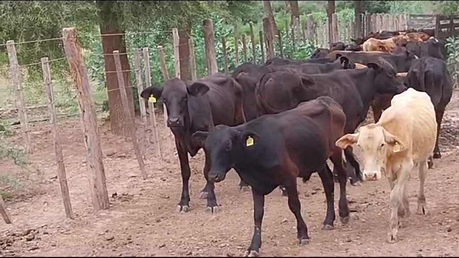 Lote 50 Terneros/as en La Banda, Santiago del Estero