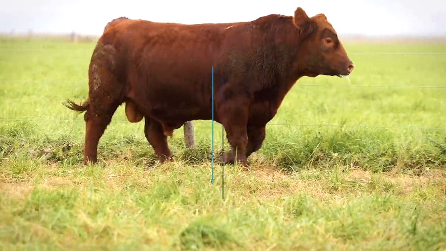 Lote TOROS PP DESTACADOS