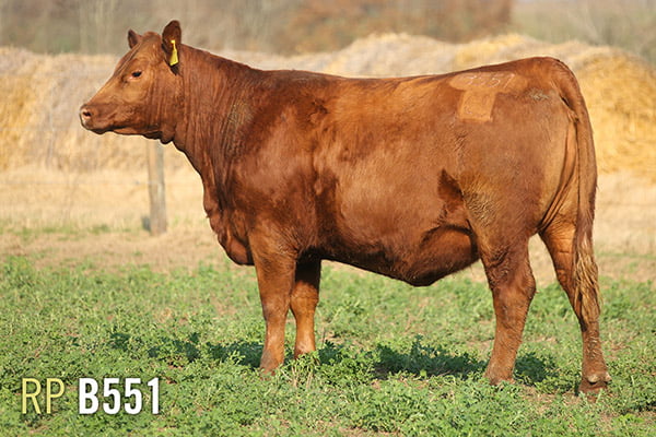 Lote 3 VAQUILLONAS PREÑADAS PURAS DE PEDIGREE