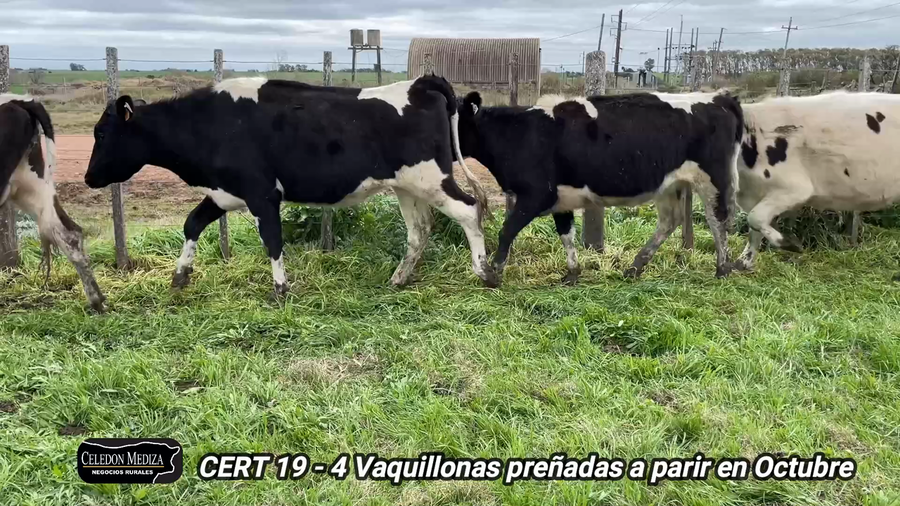 Lote 4 Vaquillonas Vacas Preñadas en Agraciada, Soriano