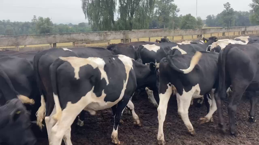 Lote 29 Novillo Engorda en Los Lagos, XIV Región Los Ríos