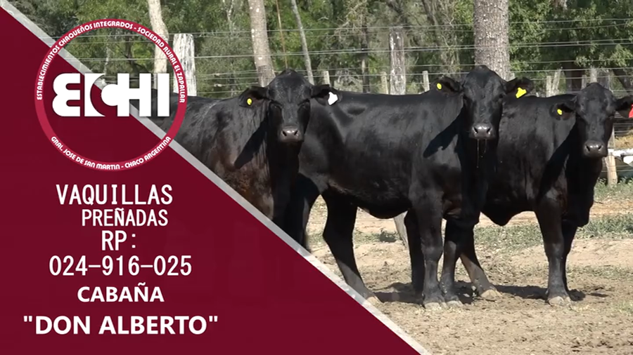 Lote VAQUILLAS PREÑADAS BRANGUS CABAÑA DON ALBERTO