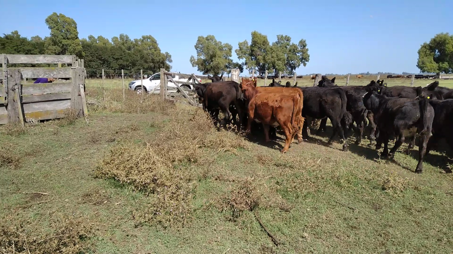 Lote 44 Terneros/as en Rauch, Buenos Aires