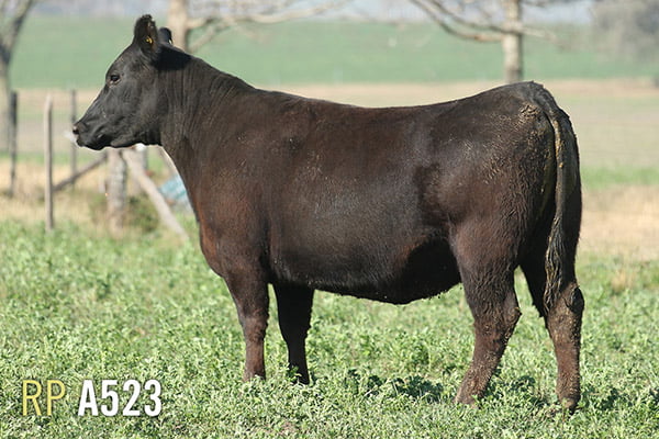 Lote 3 VACAS PREÑADAS PURAS DE PEDIGREE