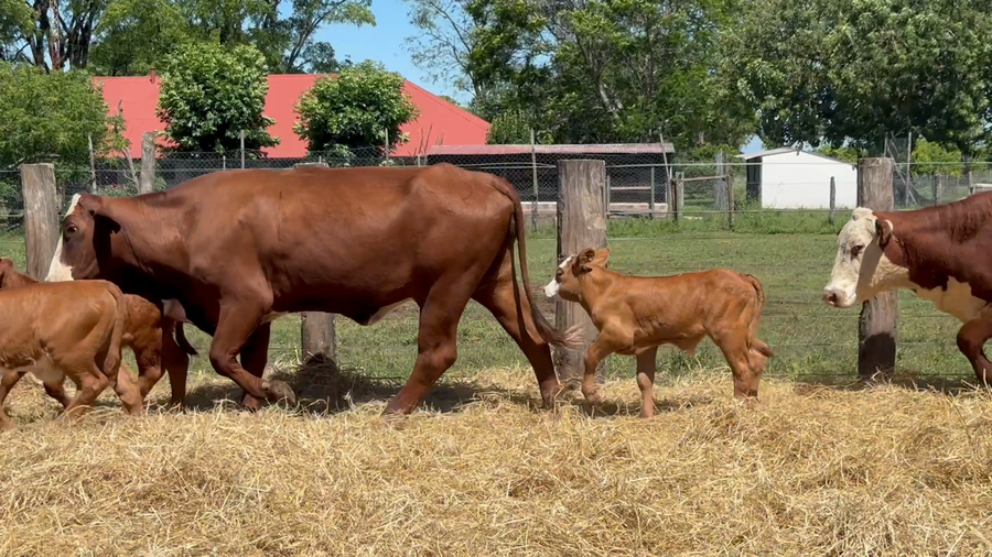 Lote 22 Vacas con Cría