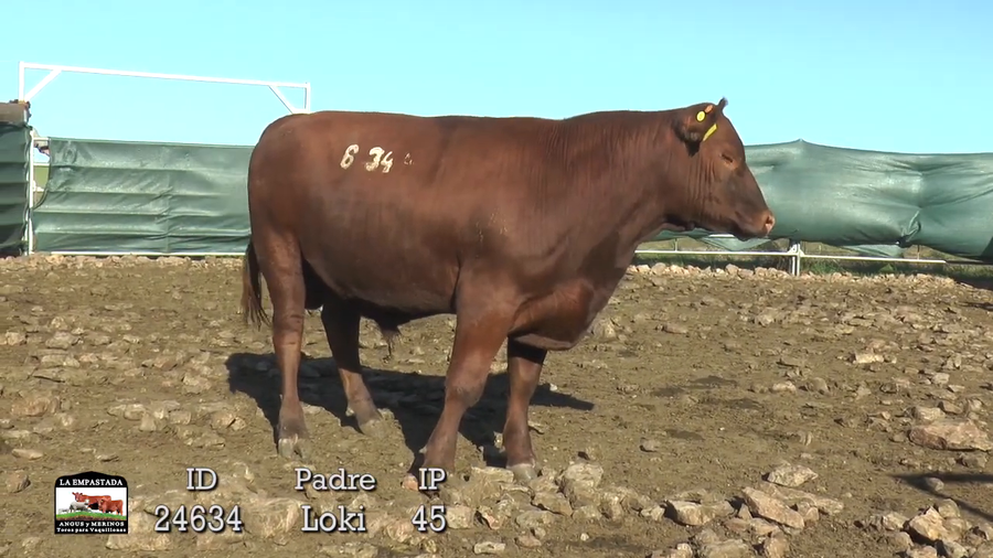 Lote 3 Toros a remate en 42º La Empastada, Durazno