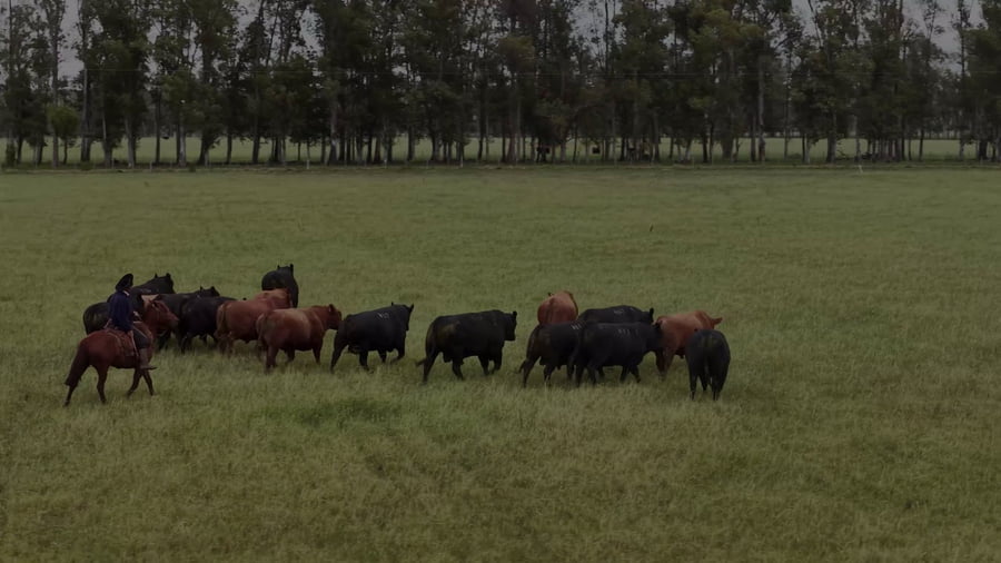 Lote Lote 13 Vacas Pi Negras