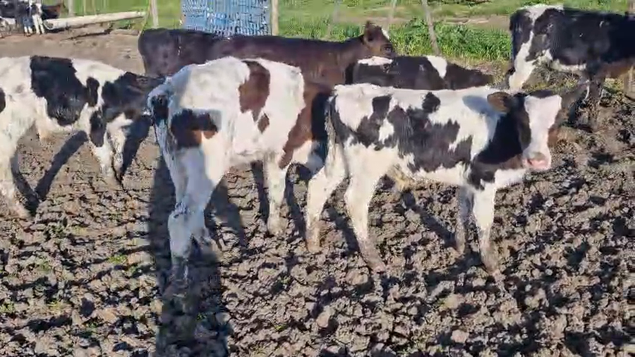 Lote 8 Terneros a remate en Pantalla Aniversario - Escritorio Camy, San José