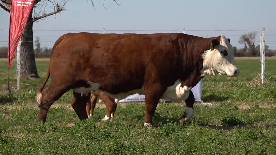 Lote Hembras de Don Amado