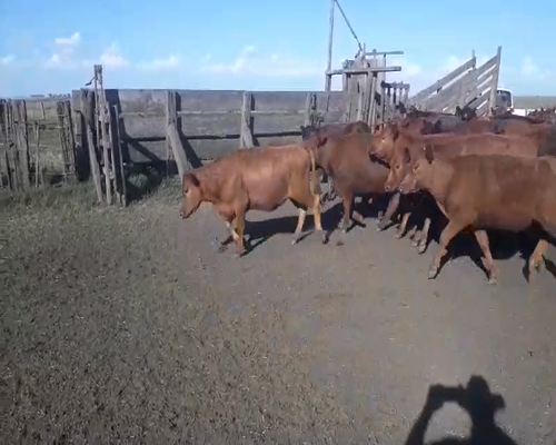 Lote 100 Terneras en arboledas, Buenos Aires