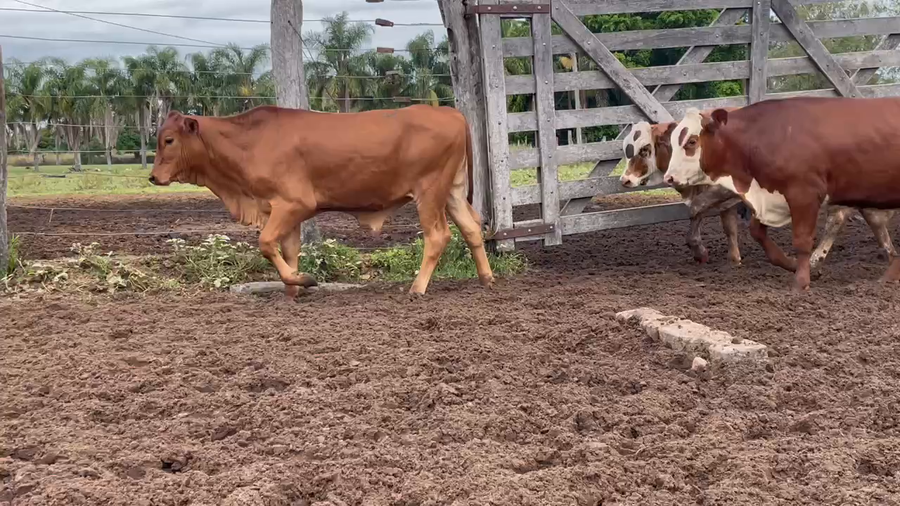 Lote 75 Terneros en Itatí, Corrientes