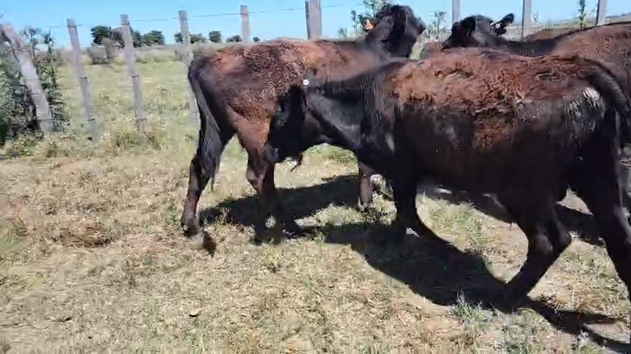 Lote 23 Terneros y Terneras a remate en Pantalla Camy, San José