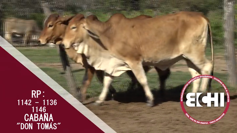 Lote VAQUILLAS P/SERV.  RED BRAHMAN CABAÑA DON TOMAS