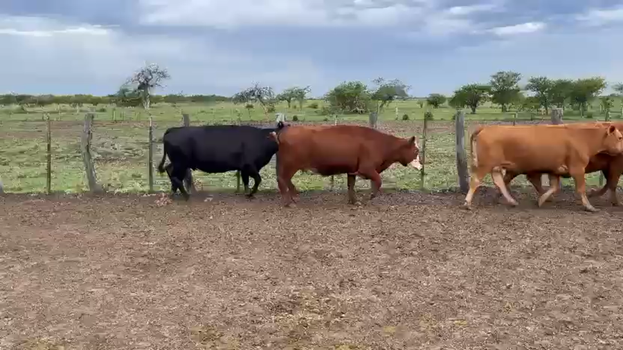 Lote 35 Vacas faena en Entre Ríos, San Jaime