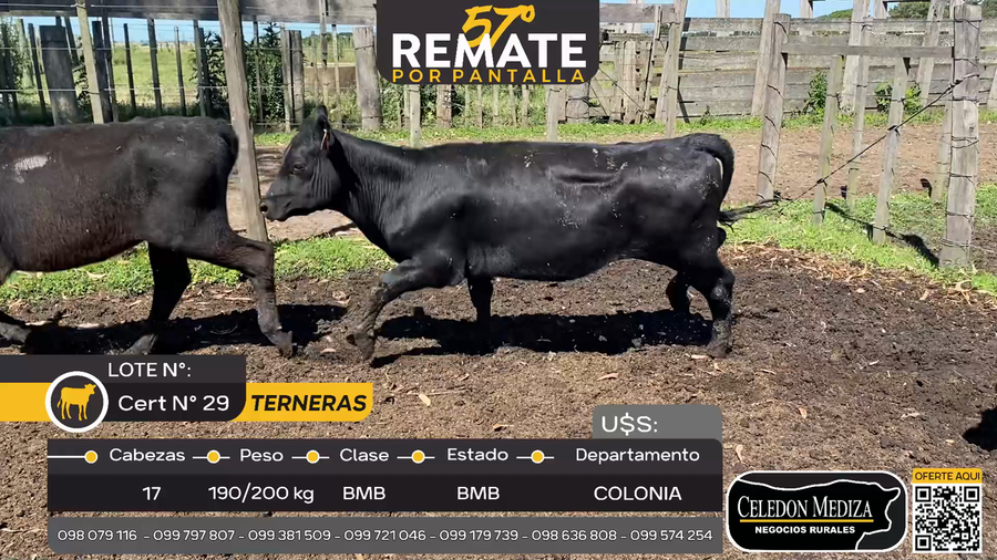 Lote 17 Terneras en Tarariras, Colonia