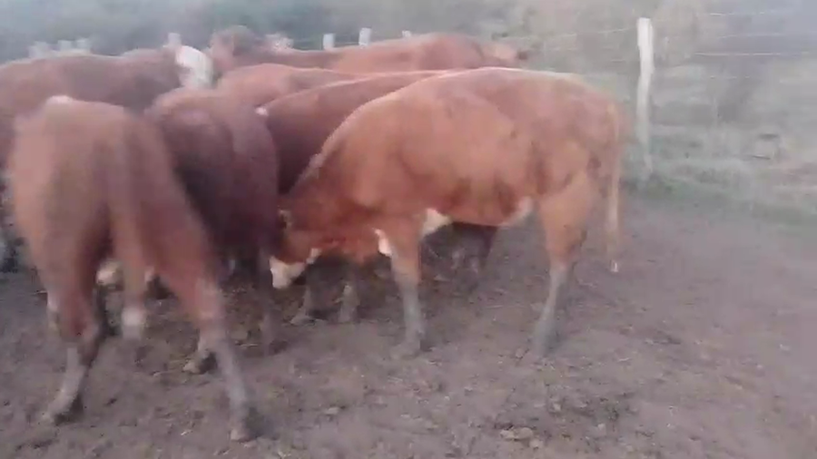 Lote 24 Novillitos y vaquillonas