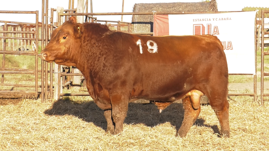 Lote TOROS ANGUS COLORADOS  PC