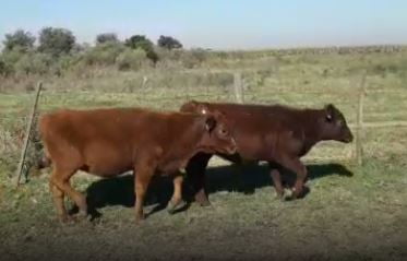 Lote 83 Terneros/as de 210kg en Villa Rossi, Córdoba