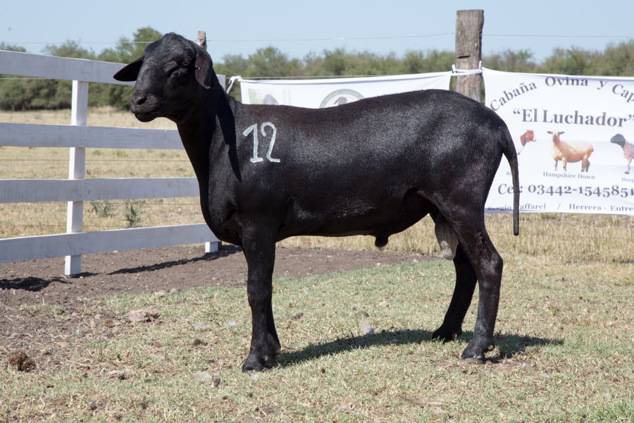 Lote OVINO STA. INES MACHO PPC