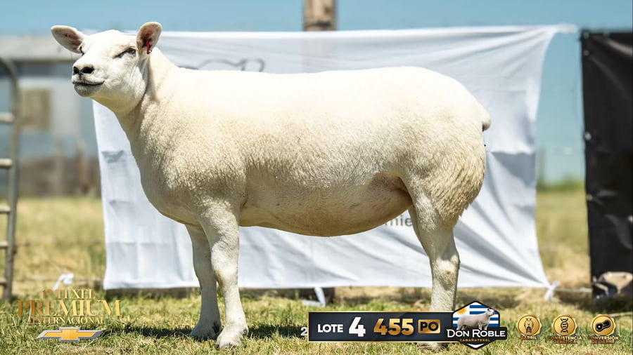 Lote Hembras Paridas a remate en 1º Texel Premium Internacional, Canelones
