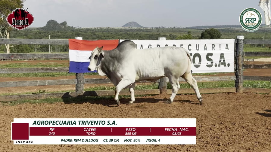 Lote TORO