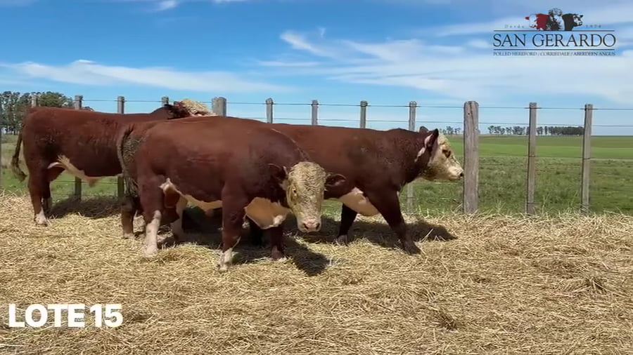 Lote Toros Polled Hereford