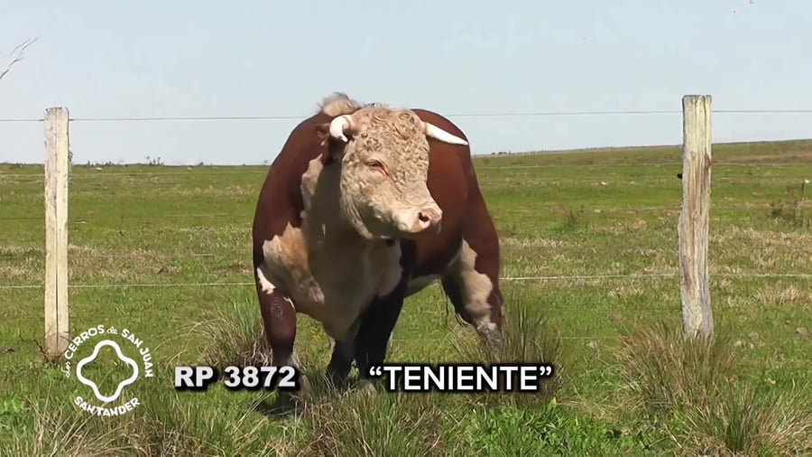 Lote Toro Hereford PI de 3 años