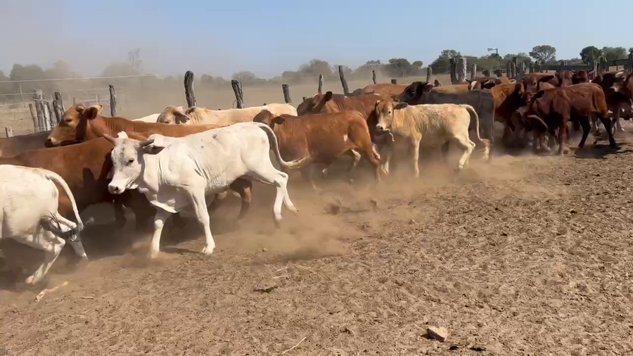 Lote 42 Novillitos en Juan José Castelli, Chaco
