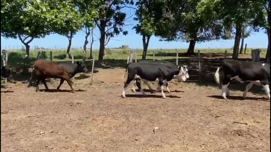 Lote 40 Terneros y Terneras en Chamberlain, Tacuarembó