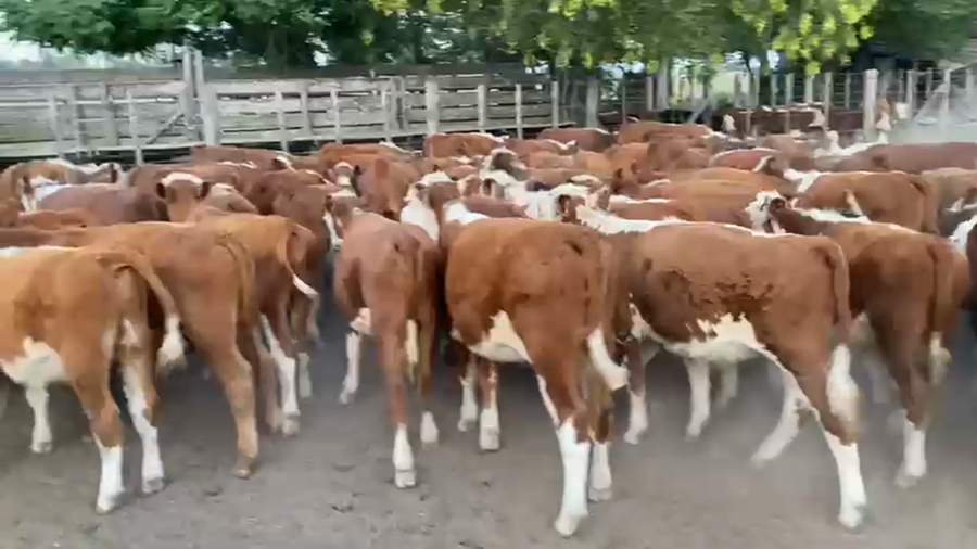 Lote 83 Terneros/as en Gral. Las Heras, Buenos Aires