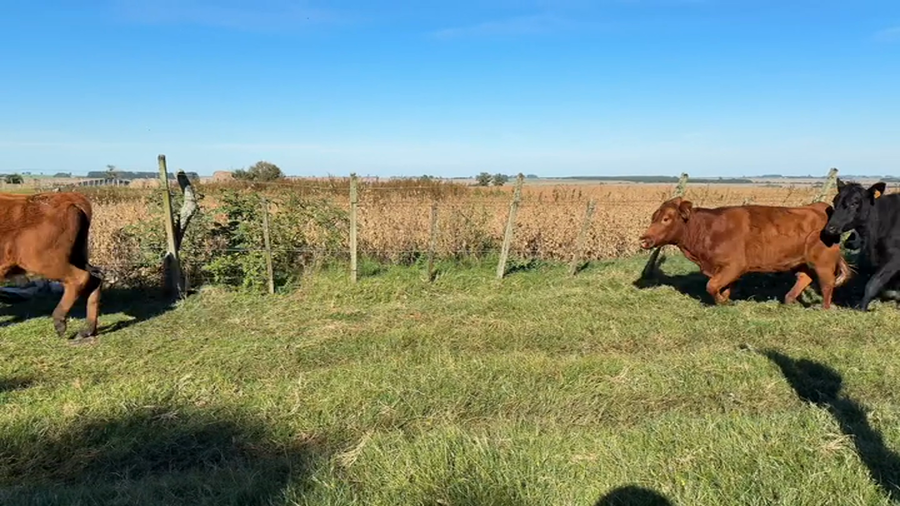 Lote VAQUILLONAS 1 A 2 AÑOS