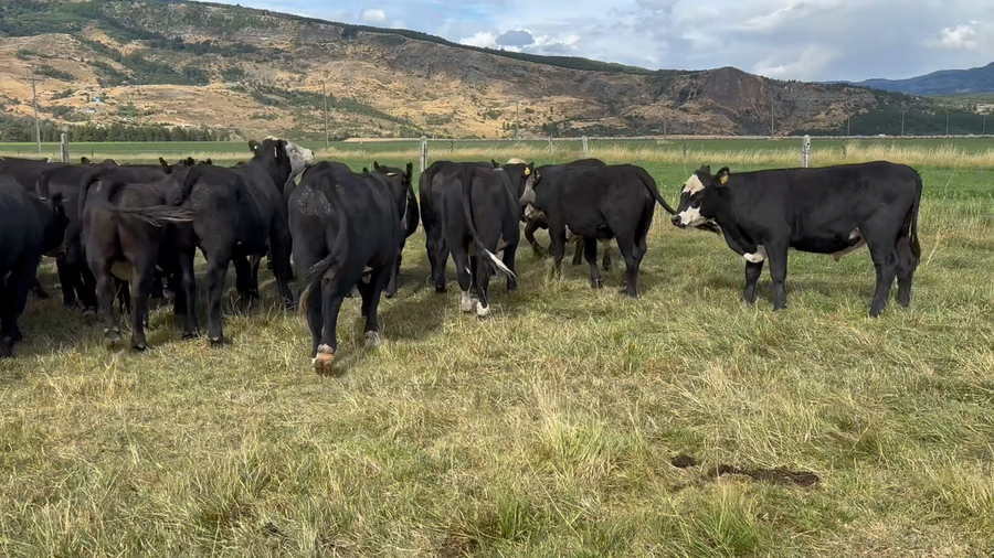 Lote 50 Novillo Engorda