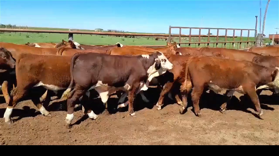 Lote 30 Terneros y Terneras