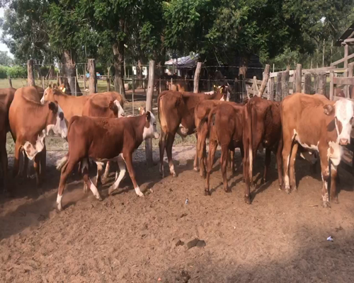 Lote 75 Terneros/as en Bella Vista, Corrientes