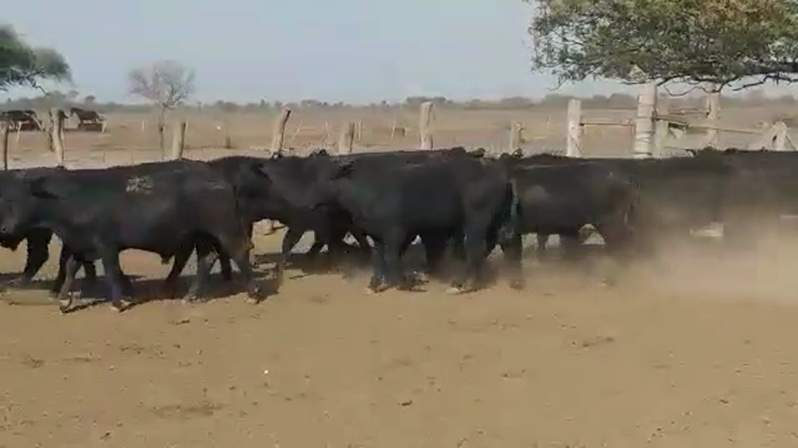 Lote 60 Novillos en Vilelas, Santiago del Estero