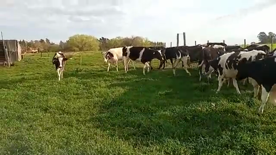 Lote (Vendido)21 Terneras holando,  kiwi a remate en 5to remate por pantalla ENTRE MARTILLOS 220kg -  en RUTA 1 km 90