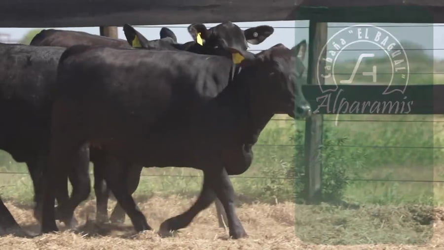 Lote Vaquillona con servicio