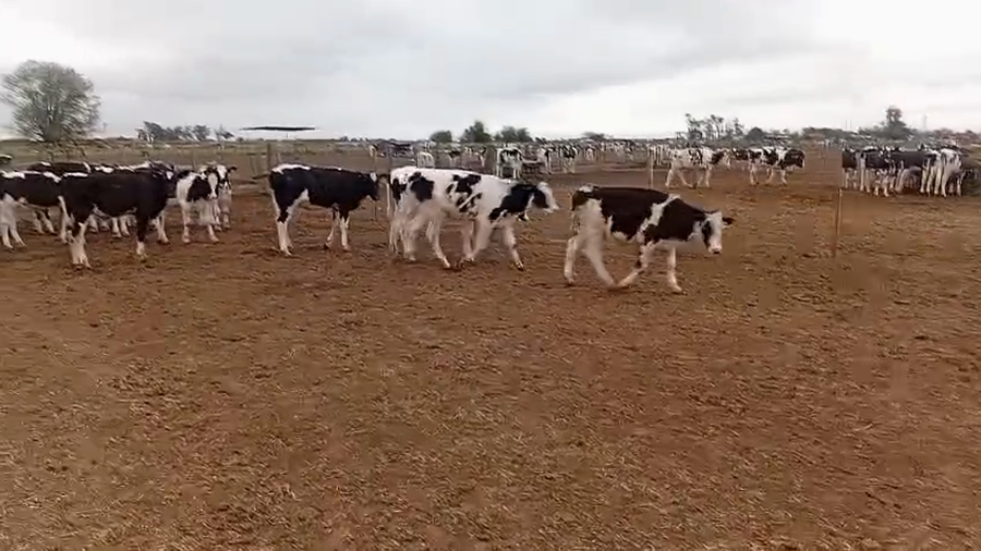 Lote 80 Novillitos Holando en Freyre, Córdoba