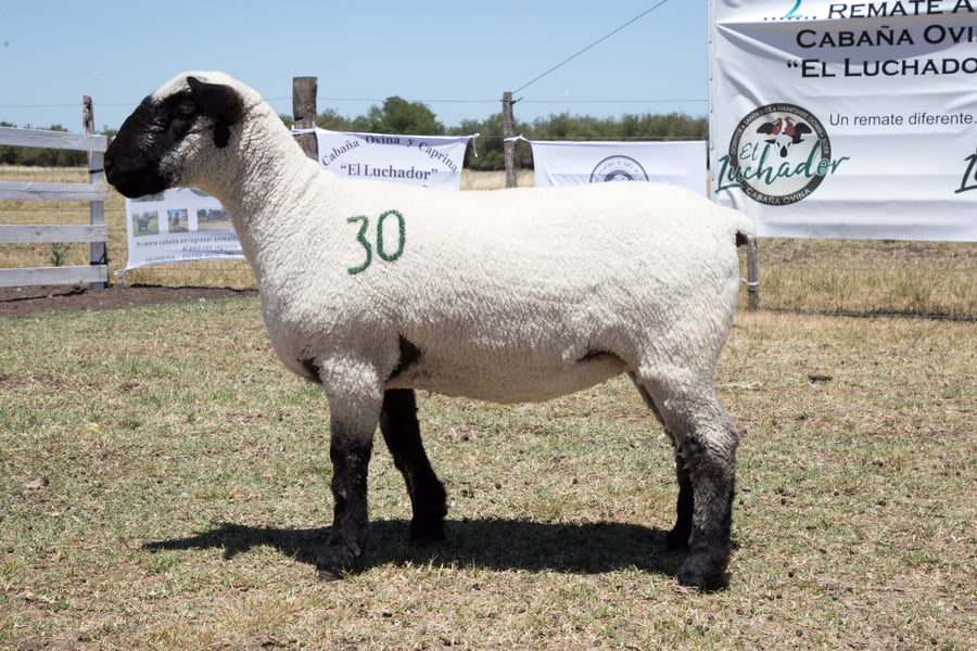 Lote OVINO HAMPSHIRE D. HEMBRA PP