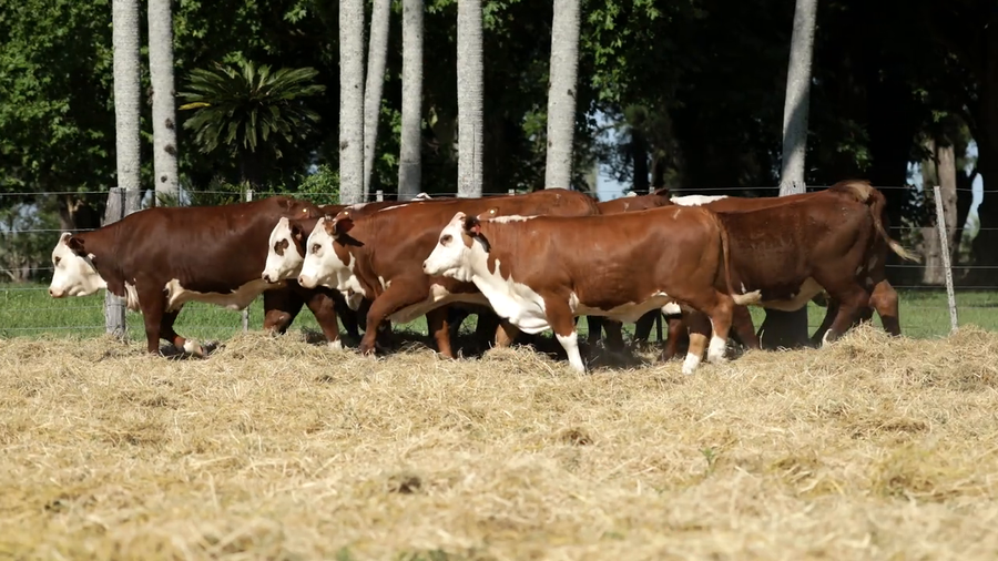 Lote Vaquilla Para Servicio