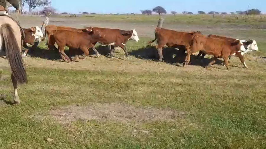 Lote 140 Terneras