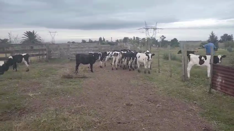 Lote 16 Terneros a remate en Pantalla Camy, San José