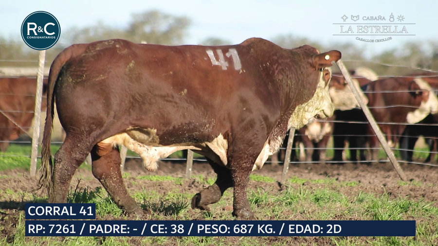 Lote Toro Braford