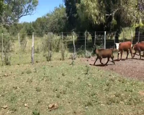 Lote 59 Terneros/as en Villaguay, Entre Ríos
