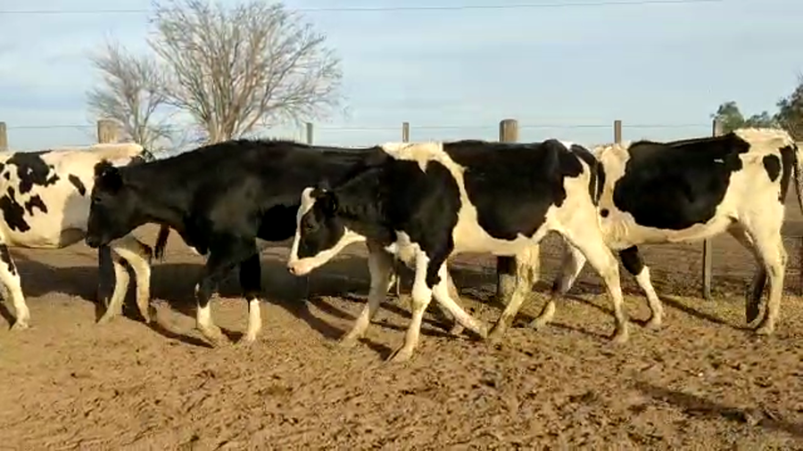 Lote Estancia El Chiru - Vaquillonas Preñadas